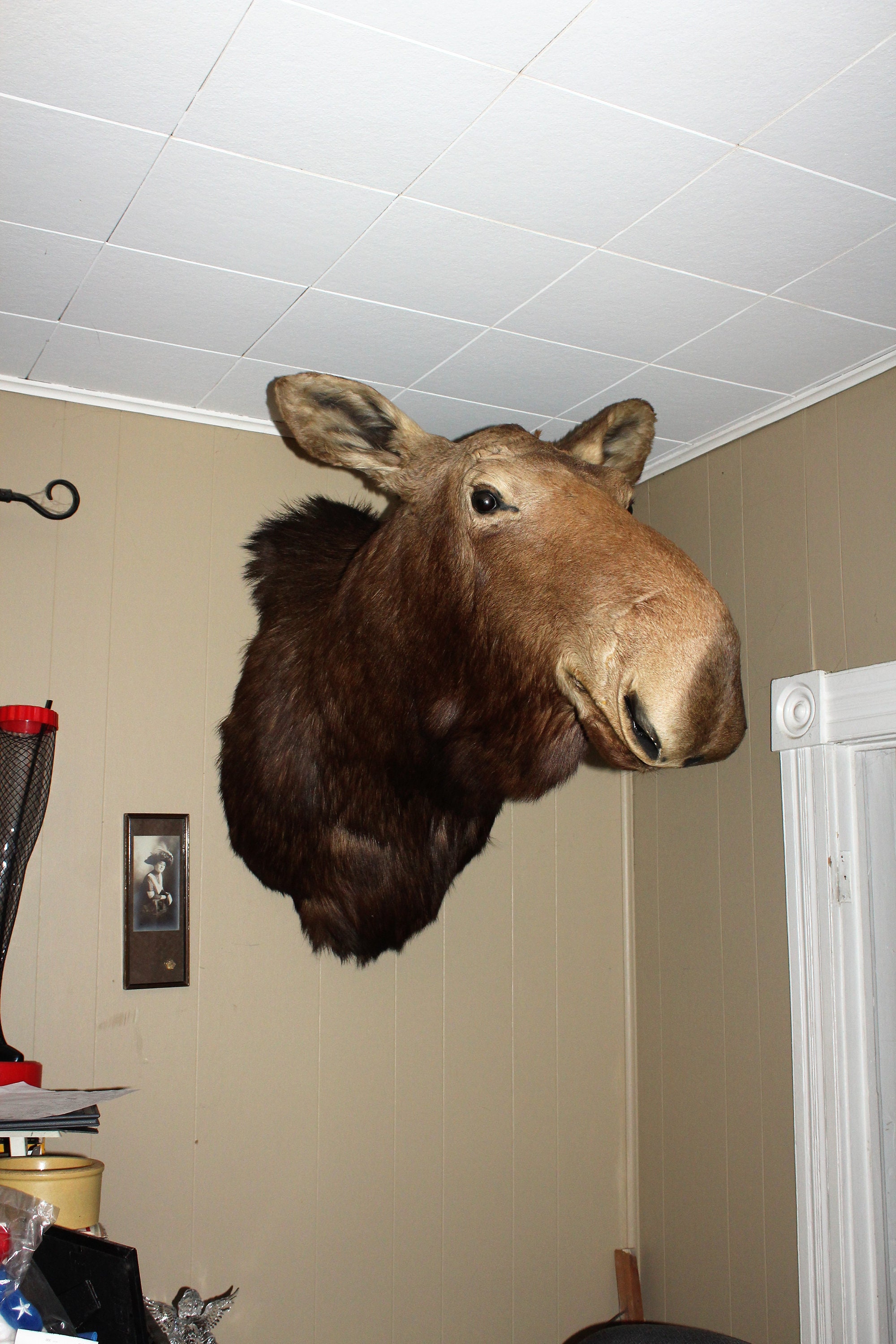 Huge Moose Head Mount Vintage Taxidermy Cabin Decor Man Cave Etsy