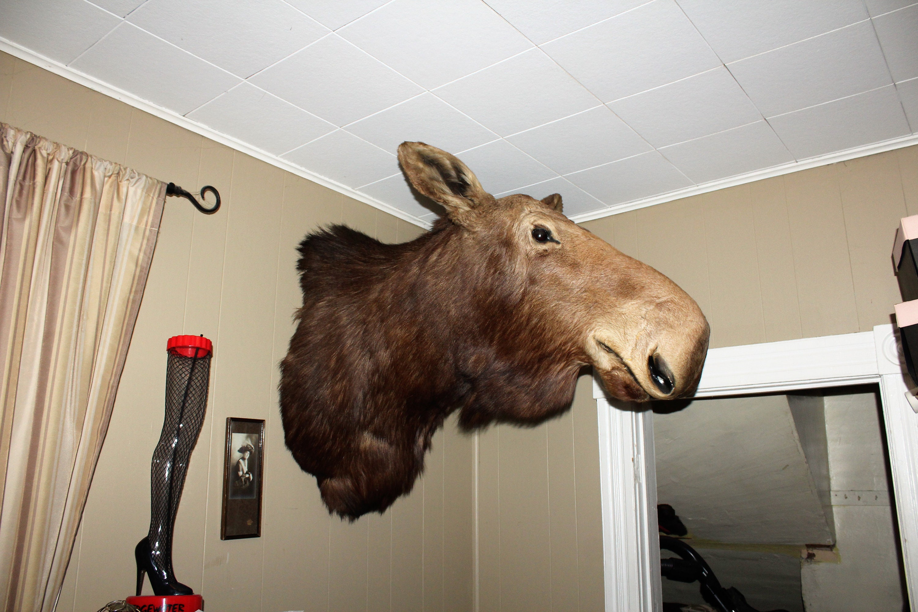 Huge Moose Head Mount Vintage Taxidermy Cabin Decor Man Cave Etsy