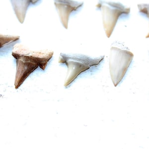 9 Fossilized Shark Teeth - Etsy