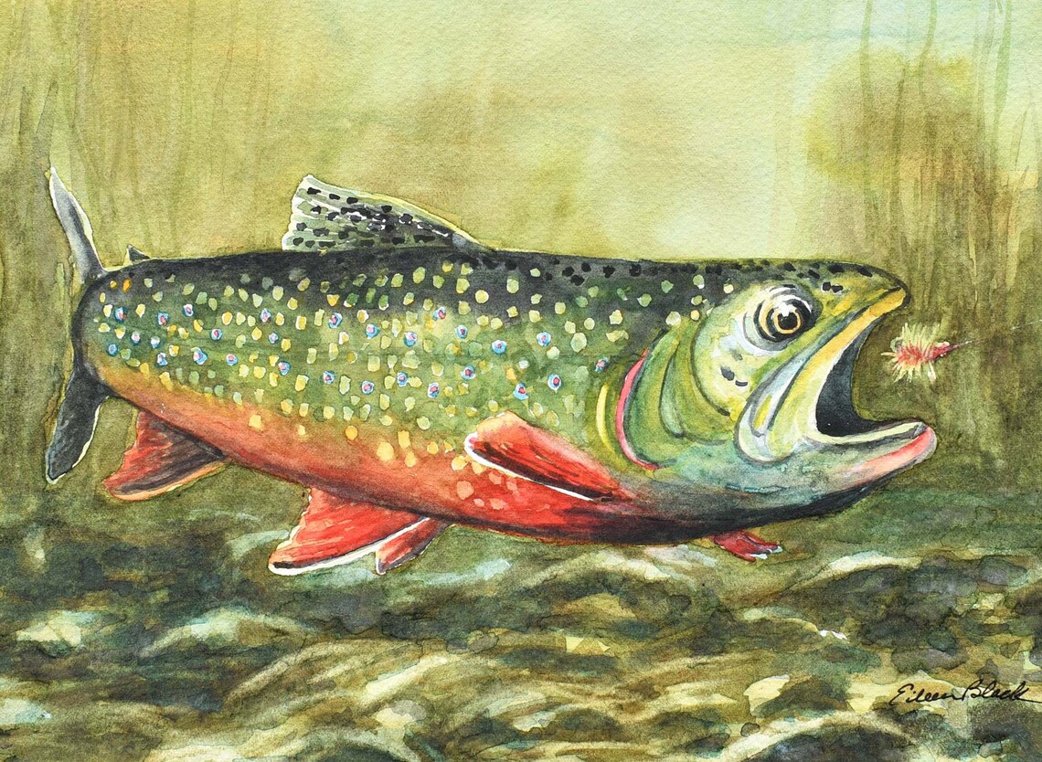 Watercolor ORIGINAL Brookie Brook Trout Fishing Etsy