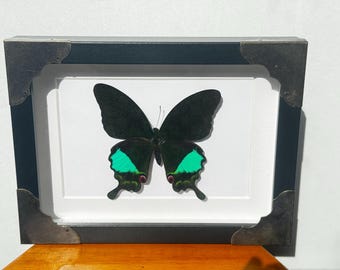 Entomological framework, butterfly