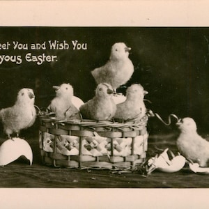 May include: A black and white photo of a basket of chicks. The chicks are arranged in a basket with a white background. The text on the card reads: 