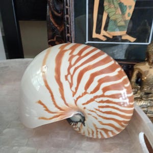 May include: A nautilus shell featuring a smooth, cream-colored surface adorned with distinct, radiating reddish-brown tiger stripes that spiral toward the center. The shell exhibits a polished, glossy finish with a curved, chambered structure.