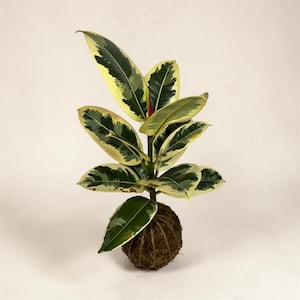 May include: A variegated rubber plant, with large, oval leaves in dark green and creamy yellow. The plant is presented in a kokedama style, with the roots encased in a moss-covered ball, tied with twine. The background is a soft, neutral colour.