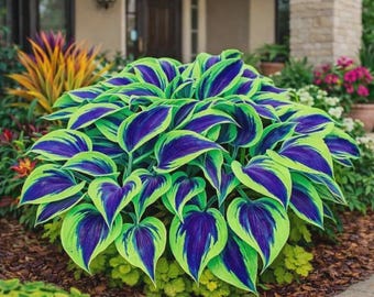 200+ Hosta-zaden | Exotische schaduw meerjarige gebladerte tuinplanten