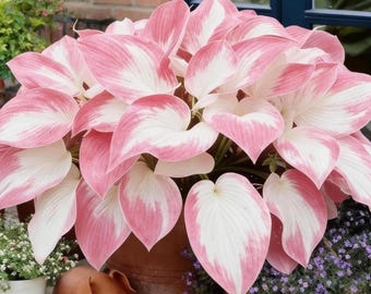 200+ roze witte Hosta Seeds meerjarige landschapsplant