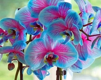 50 stuks blauwe en roze orchideeënzaden - zeldzame bonsaibloemzaden voor het planten van de tuin