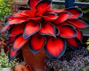 200+ rode Hosta Seeds Vaste plant landschapssierplant