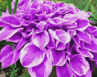 100 Hosta-zaden | Meerjarige schaduwtuin Leliebloem planten NS23