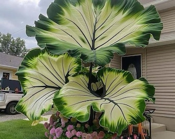 200+ Hosta Seeds Schaduwminnende meerjarige siertuinplanten