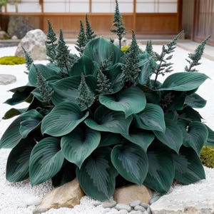 Könnte beinhalten: Eine üppige, dunkelgrüne Hosta-Pflanze mit großen, herzförmigen Blättern und hohen, kegelförmigen Blütenständen. Die Pflanze ist von kleinen Steinen und weißen Kieselsteinen umgeben, was eine ruhige Gartenszene schafft. Die Blätter haben eine strukturierte Oberfläche.