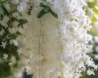 100+ Weeping Jasmine Seeds Climbing Flower Vine