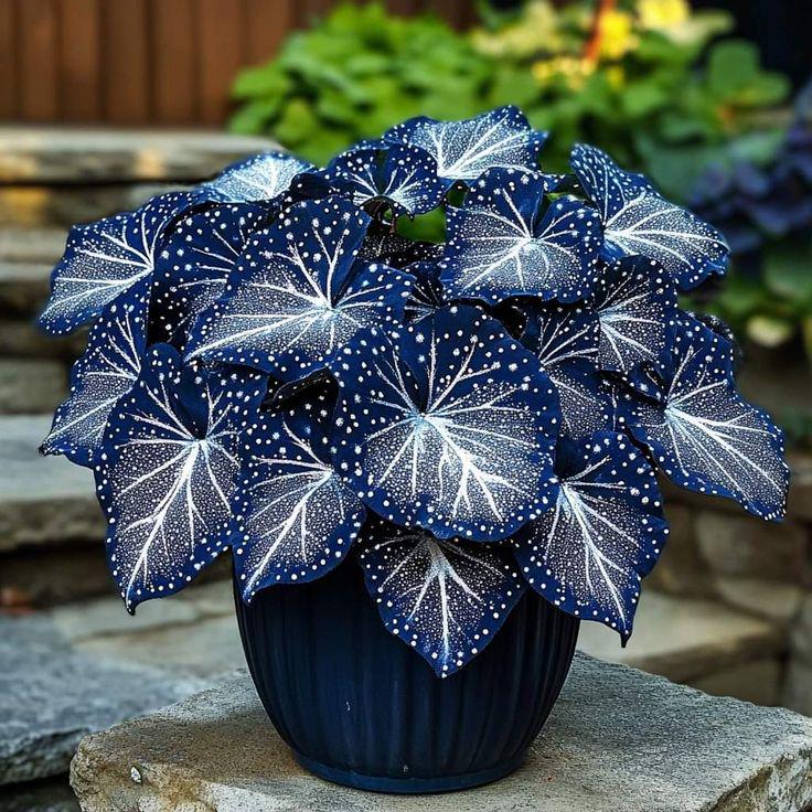 Blue begonia - Etsy 日本