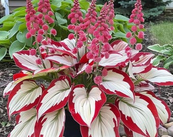 160+ Hosta Seeds vaste plant schaduw buiten sierplant