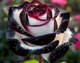 50 STKS White Blood Rose Seeds – Geurige meerjarige bloemzaden voor het planten in de tuin