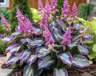 160+ Hosta Seeds Meerjarige schaduwtuin sierplant