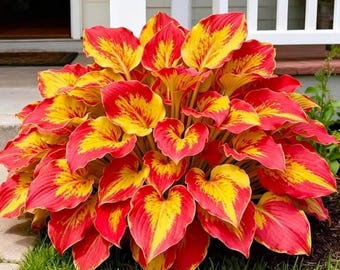200+ gemengde kleuren hostazaden | Meerjarige bladplanten in de tuin