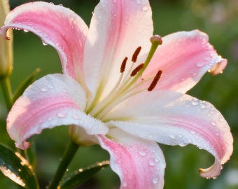 50 stuks roze zeldzame leliezaden – geurige leliebloemzaden voor het planten van parfumtuinen