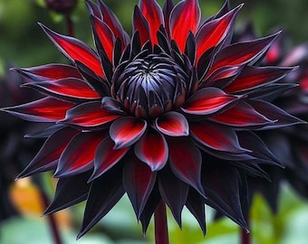 20 zeldzame meerjarige dahliabloemzaden US Seller Garden Blooms