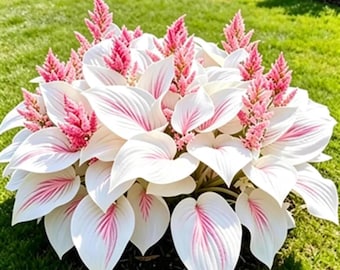 200+ witte en roze hostazaden | Zeldzame hartvormige schaduwvaste planten