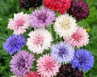 500 Korenbloemzaden Tall Bachelor Button Mix