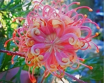 20 Passion Bee Flower Seeds lente zomer biologische kleurrijke bloemen