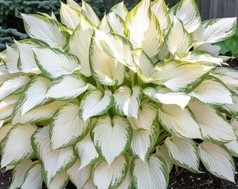 200+ Hosta-zaden | Meerjarige tuinplanten die van schaduw houden