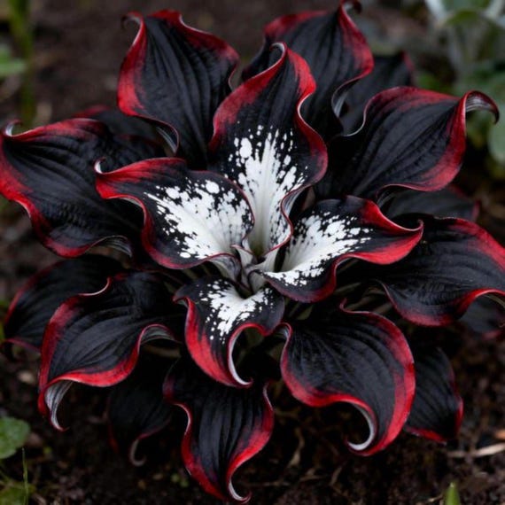 200+ Black Red Hosta Seeds | Rare Hosta Garden Perennial | Shade Loving Ornamental Foliage