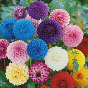 May include: A vibrant collection of dahlia flowers in various colors including deep purple, bright blue, soft pink, white, yellow, and red. Each flower features a dense, spherical arrangement of tightly packed, symmetrical petals on green stems.