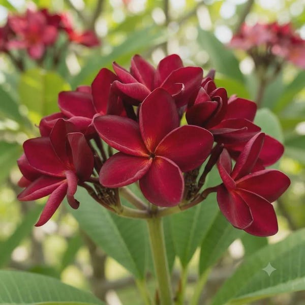 Dark Red Plumeria Seeds | Plumeria rubra Fragrant Frangipani Tropical Temple Tree for Exotic Gardens