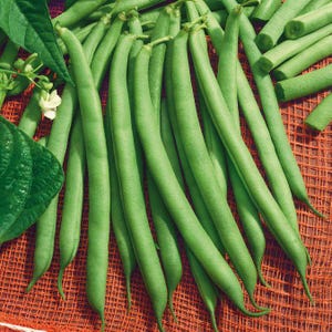 Semillas de judías verdes de la variedad Heirloom Harvester / Judías verdes sin hebras de alto rendimiento y sin transgénicos