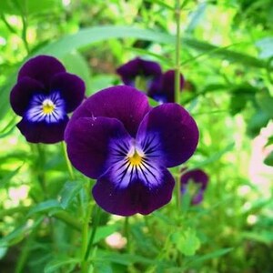 600 Samen der Königs-Heinrich-Stiefmütterchen (Viola cornuta) | Violett-blaue Blüten | Samen alter Sorten | Bauerngarten | Blühende Pflanzen für die kühle Jahreszeit