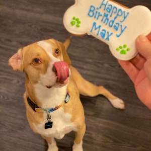 May include: A brown and white dog with a blue collar looks up at a white bone-shaped cookie with blue and green icing. The cookie says "Happy Birthday Max".