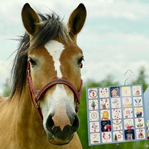 Könnte beinhalten: Ein braunes Pferd mit einer weißen Blesse im Gesicht und einem roten Halfter, neben einem quadratischen Adventskalender mit nummerierten Weihnachtsmotiven und einer rechteckigen Karte mit dem Text Merry and Bright über einem Geschenk.