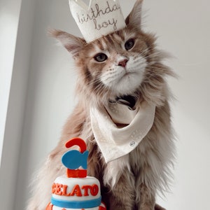 May include: A brown tabby cat wearing a white felt crown with the text "birthday boy" embroidered on it. The cat is sitting on a pink surface and has a white bandana around its neck. The cat is looking at the camera. In front of the cat is a two-tiered cake decorated with blue and orange frosting and a blue fish.