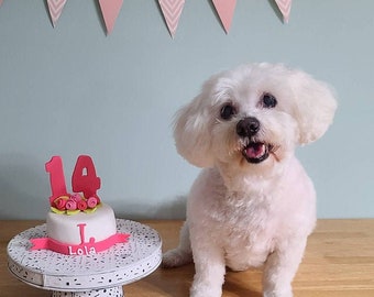 May include: A white dog with a pink birthday cake decorated with the number 14 and the name Lola. The cake is on a white cake stand. The dog is sitting on a wooden floor.