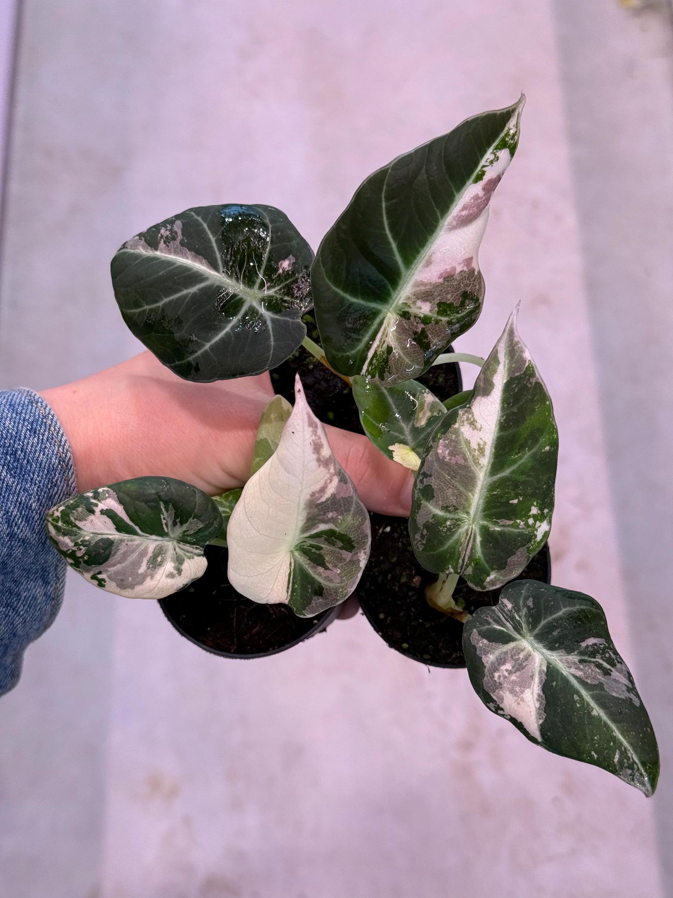 Alocasia black velvet pink variegated - Etsy 日本