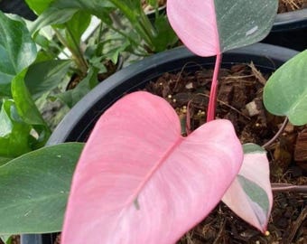 Philodendron Pink Princess Rooted Cutting | Rare Variegated Aroid Houseplant (Live Plant)