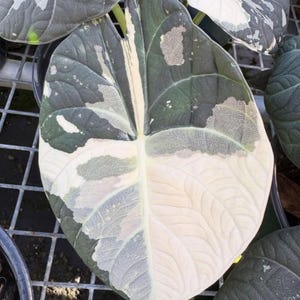 Può includere: Una grande foglia di Alocasia a forma di cuore con motivi variegati di verde bosco profondo, crema tenue e bianco. La foglia presenta una venatura centrale prominente con una superficie testurizzata e venata e macchie di colore irregolari.