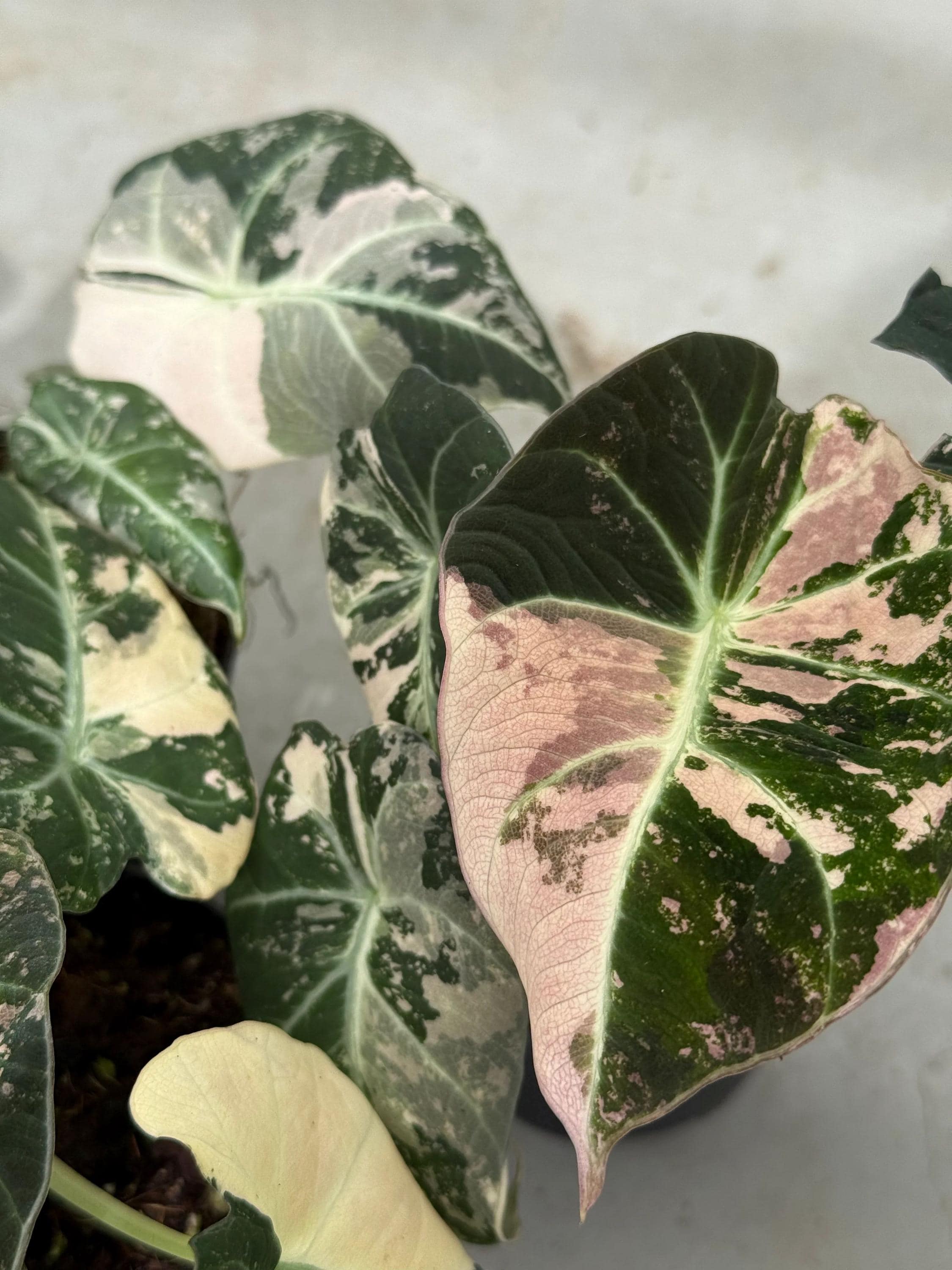 Alocasia nebula - Etsy 日本