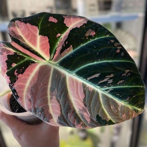 Alocasia nebula - Etsy 日本