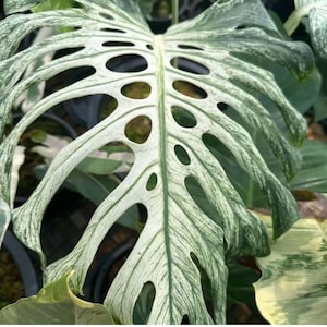 May include: A large, variegated Monstera leaf featuring a prominent central vein and numerous elongated fenestrations. The leaf displays a marbled pattern of deep forest green and creamy white hues, with a textured surface and deeply lobed edges.