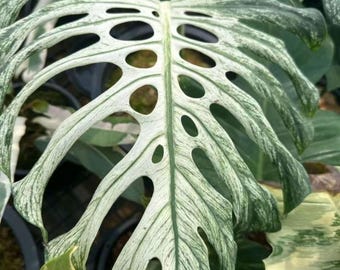 Talea radicata di Monstera Deliciosa Devil Monster / Pianta di Monstera rara / Pianta tropicale da interno