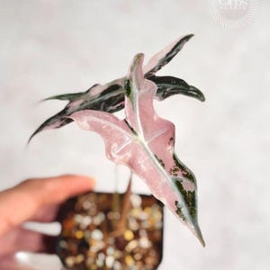 Op de afbeelding: Een Alocasia-plant met bonte, pijlvormige bladeren in een mix van donkergroen en zachtroze. De plant staat in een kleine pot gevuld met aarde en perliet, waarbij op elk blad een duidelijke centrale nerf zichtbaar is.