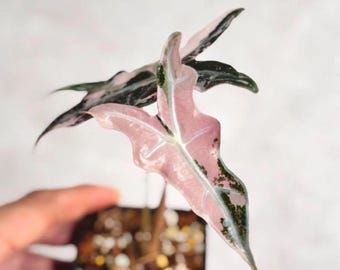 Alocasia Bambino Pink Variegata Corm | Rare Aroid Houseplant, Collector Plant