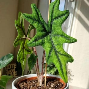 Op de afbeelding: Een Alocasia Jacklyn plant met diep ingesneden, pijlvormige groene bladeren met een opvallend donker, textuurrijk aderpatroon. De plant staat in een witte pot met een houten ondersteuningsstok die zichtbaar is tussen de stengels.