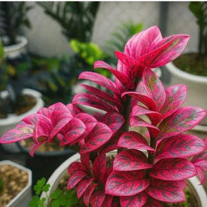 Roze en zwarte levendige ZZ-plant Zamioculcas Zamiifolia, zeldzame bonte plant, gewortelde stek met één blad.