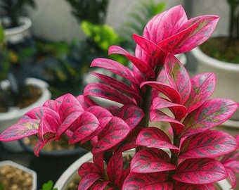 Planta ZZ rosa y negra vívida Zamioculcas Zamiifolia, planta variegada rara, esqueje de nudo enraizado con una sola hoja.