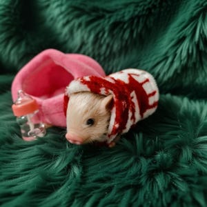 May include: A miniature piglet wearing a red and white patterned coat, with a pink bed and a baby bottle. The piglet has a light-colored coat and a pink snout. The background is a deep green, fluffy fabric.
