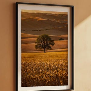 Arte paisajístico de la Toscana / Póster de colinas onduladas / Impresión de una campiña dorada imagen 7